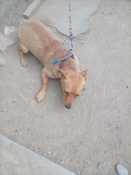 Собака приют бесплатно
