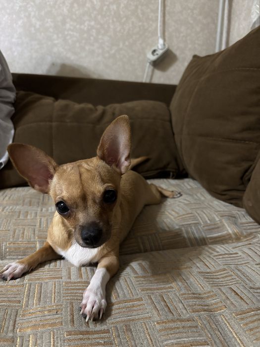 Чихуахуа 11,5 месяцев! Девочка.