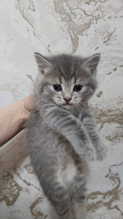 котята, мама пританка