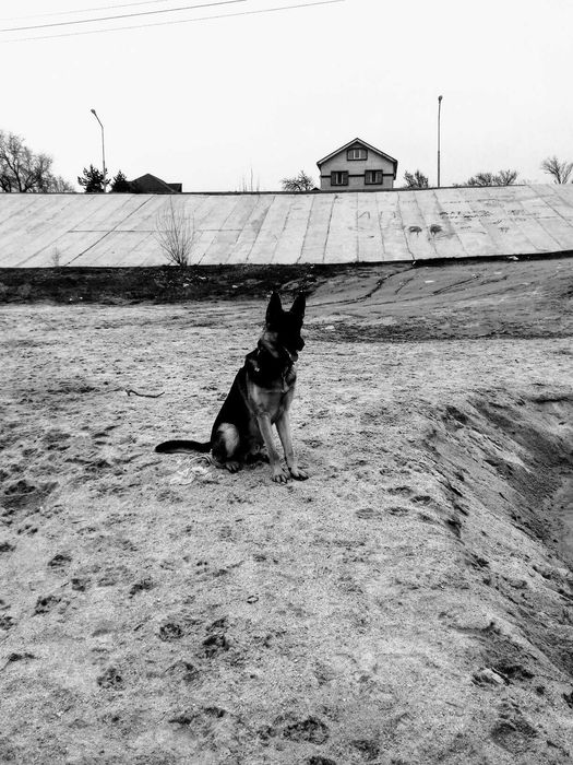 НЕ ПРОДАЕТЬСЯ! Кобель для вязки ВЕО