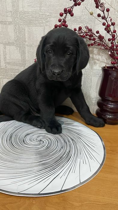 Щенки лабрадор-ретривера