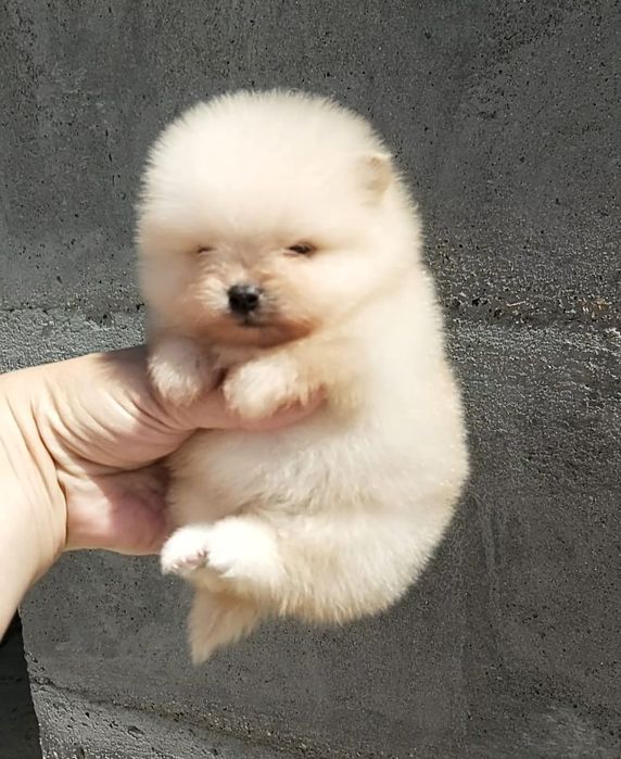 Щенки щпицы мальчики и девочки