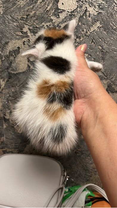 Кошечка умная ходит на латок