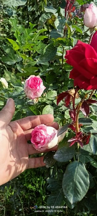 Штамповый атиргуллар дехкончилик