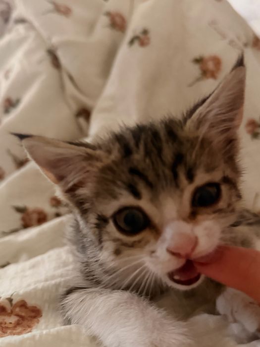 Котенок в добрые руки!