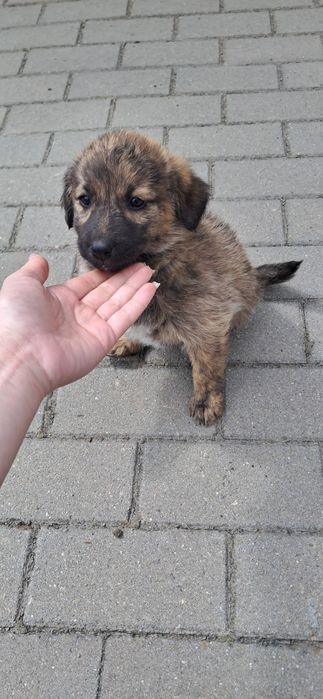 Donez cățeluș jucăuș