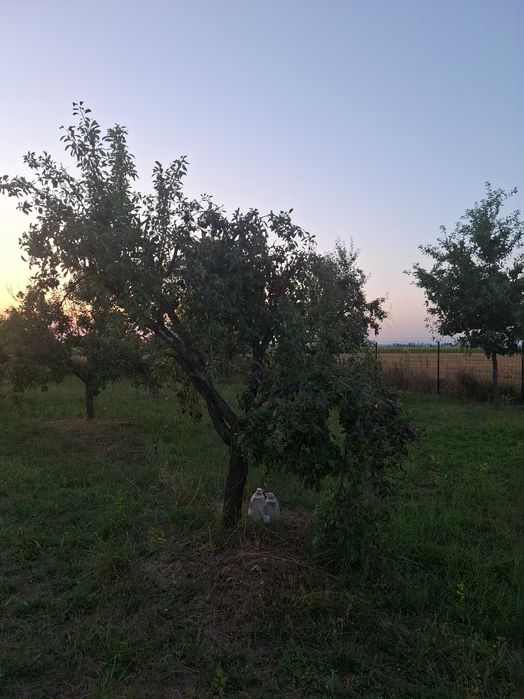 Vând prune, neculese