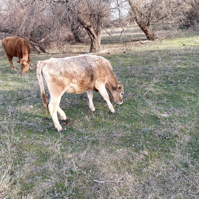 Сиыр корова тана