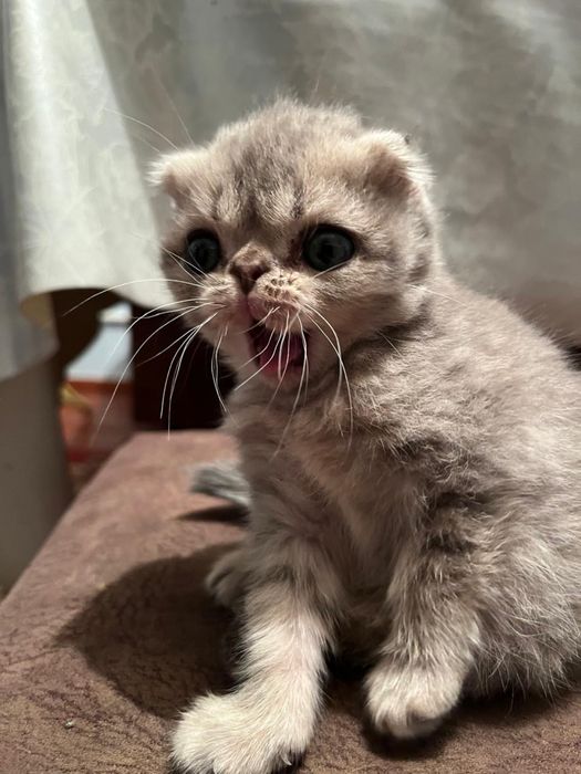 Котята вислоухие