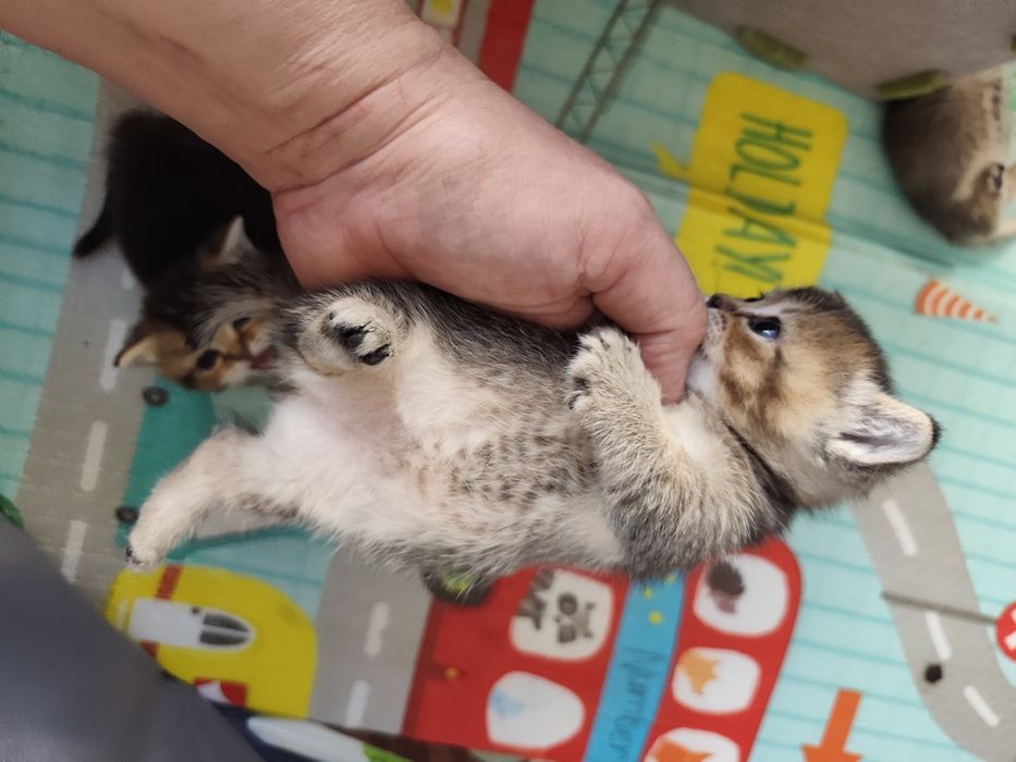 Бесподобные котята Манчкины