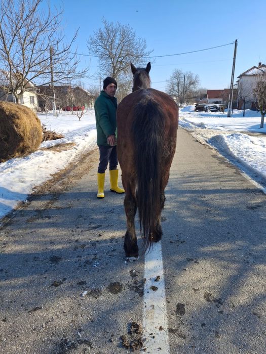 Vând iapă de căruță