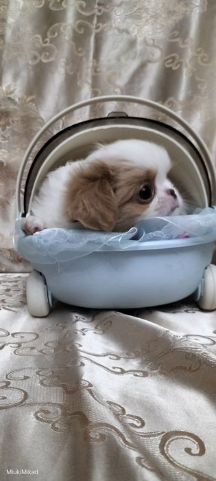 Мальчик японского хина.