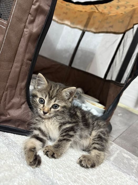 Отдам котят девочка и мальчик