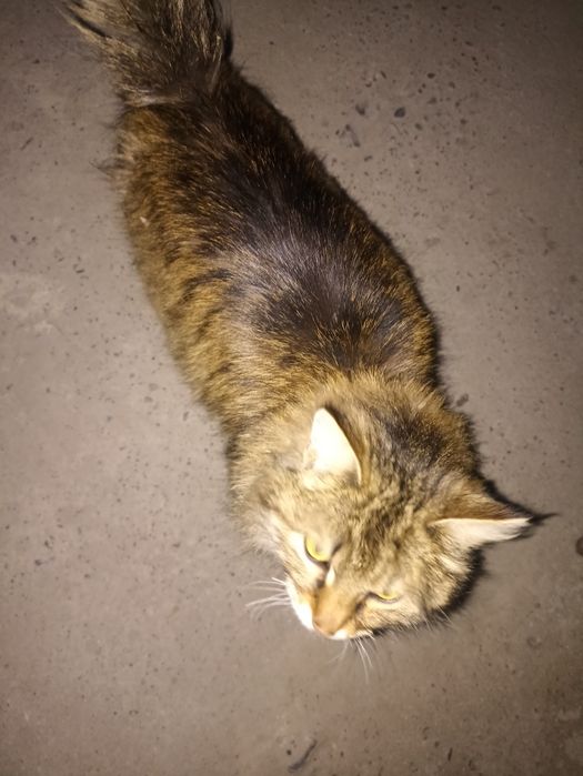 Mushuk sotiladi Oʻgʻil bola