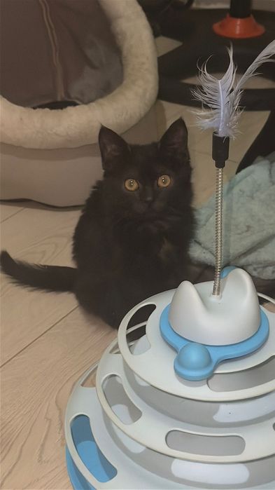 Черный котенок бесплатно