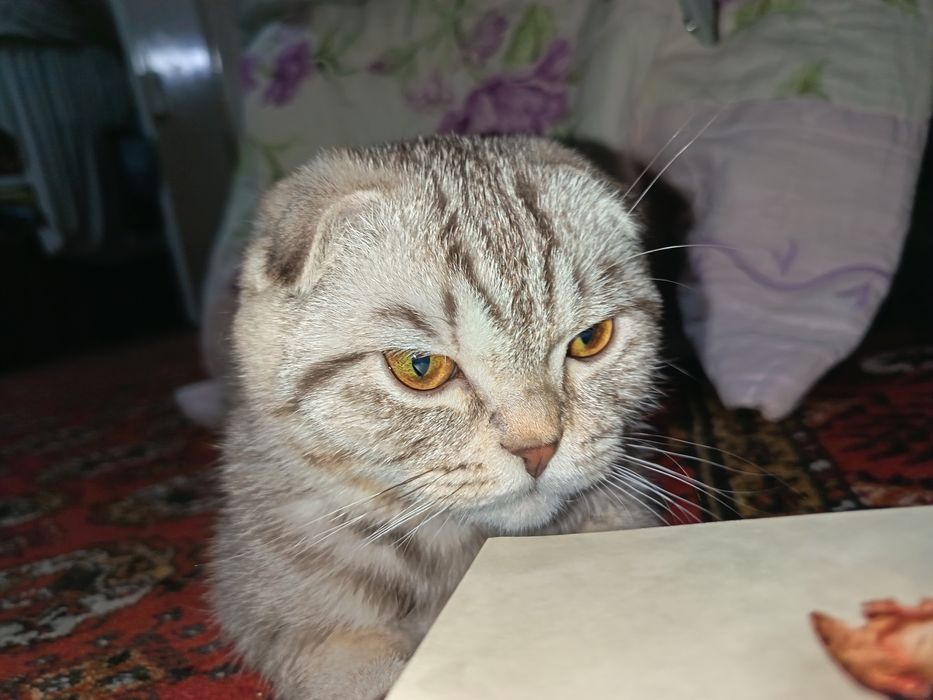 срочно прадаётся котонок.6 месяцев. очен ласковый и умный кот мальчик