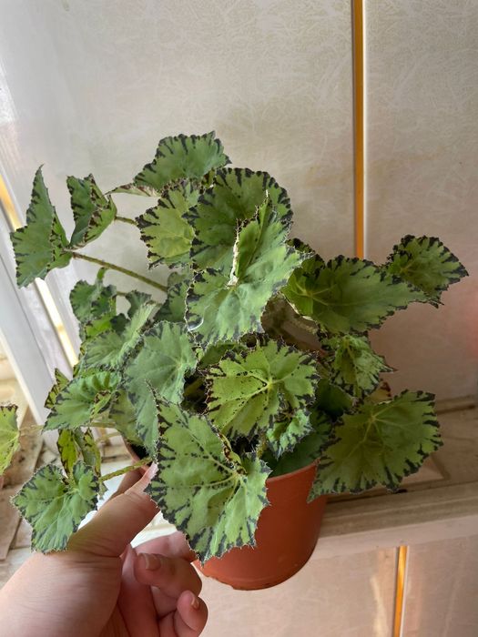 Цветы комнатные продаются