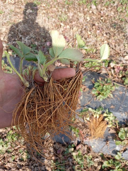 Stoloni capsuni soiul Asia si Clery.  1Ron/buc