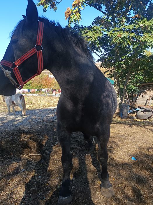 Vând mânză de 3 ani