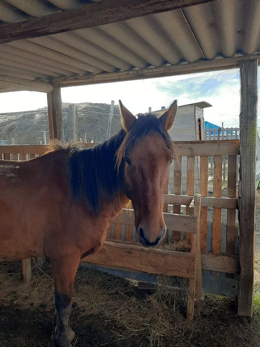 Ат сатылады 5 жасар