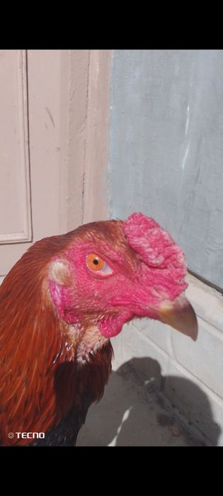 Horoz Kareya shamo sotiladi