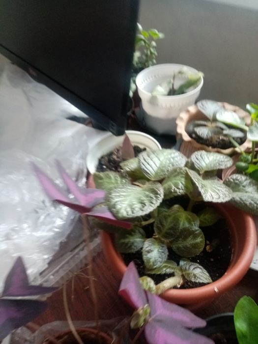 Продаю комнатные цветы