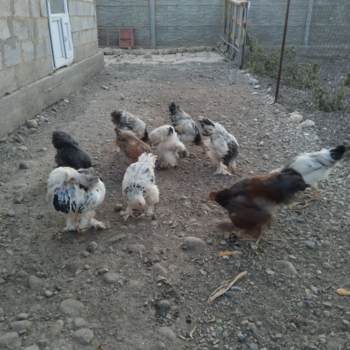 Куры породы " Брама"