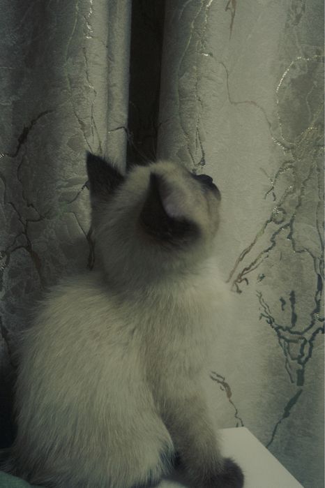Продам кота мальчик  срочно