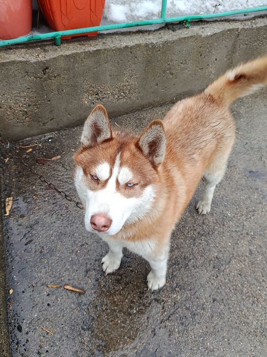 Отдам кобеля хаски