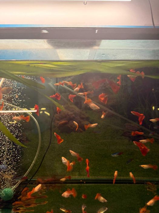 Guppy Albino Full Red 25 ron buc (sau mai ieftin angro)