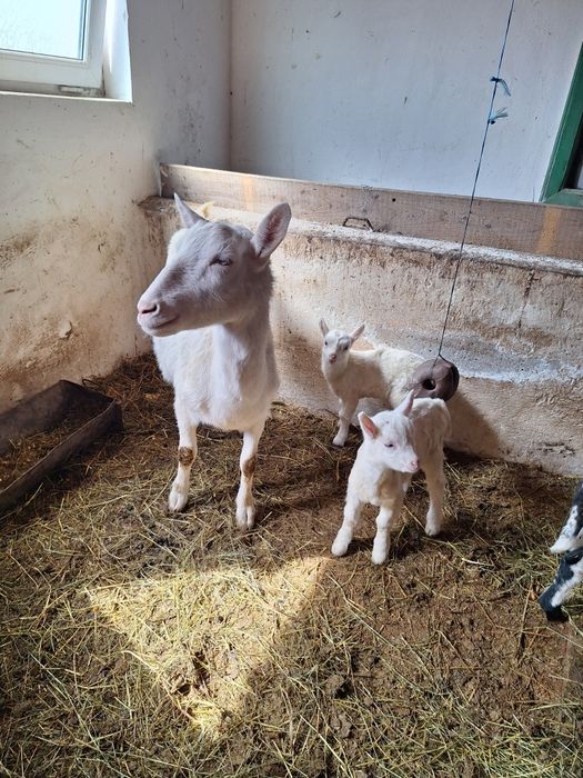 Vând capră Saanen prima fătare
