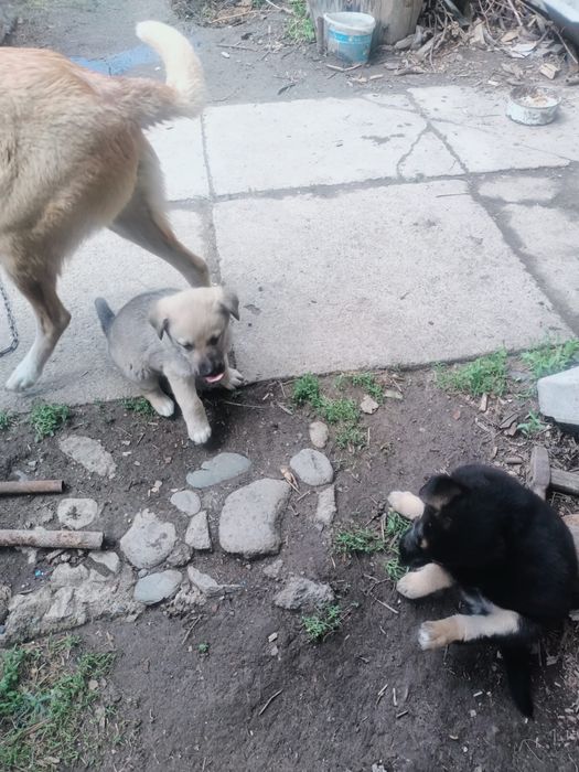 Отдам щенят папа кавказец