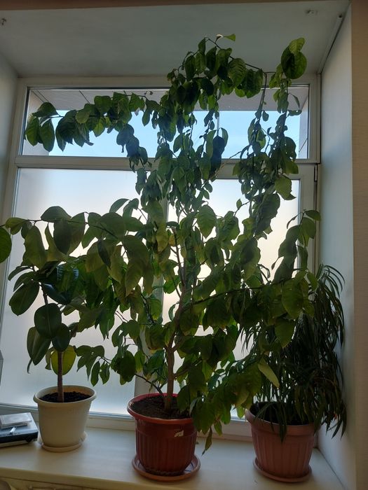 Продам дерево лимона