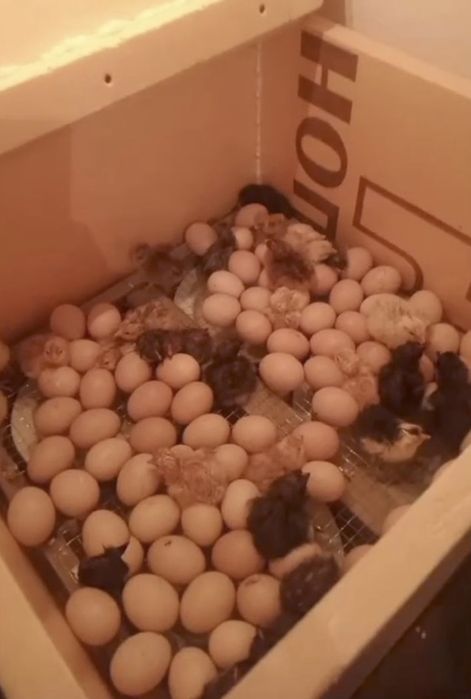 Инкубатор балапанға арналған