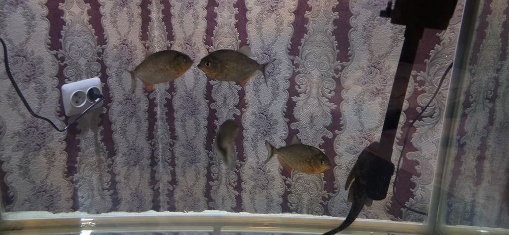 xitoy akuarium sotiladi