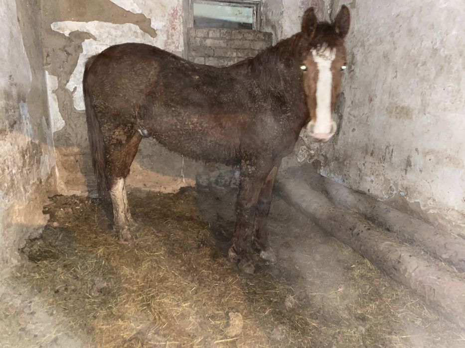 Продам лошад 2 лет  3000 тг кг