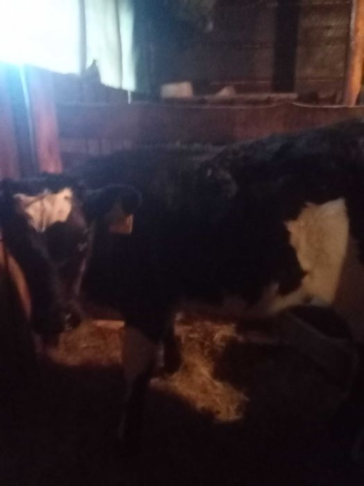 Продам теленка этого года