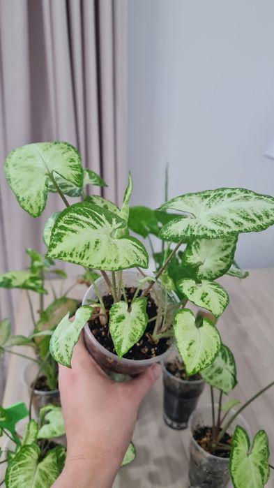 Сингониум для офиса и дома