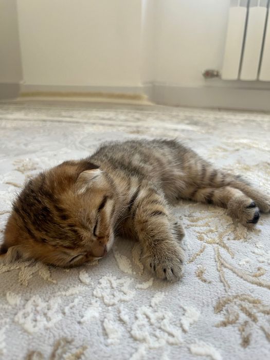 Шотландский котенок вислоухий