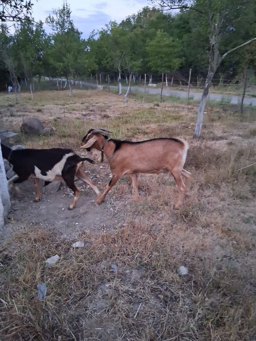 Vând țap de 2 ani