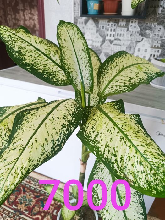 Продам недорого цветы