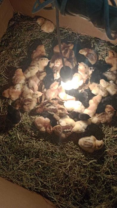 Домашние цыплята