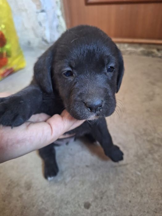 Щенки помесь с лабрадором