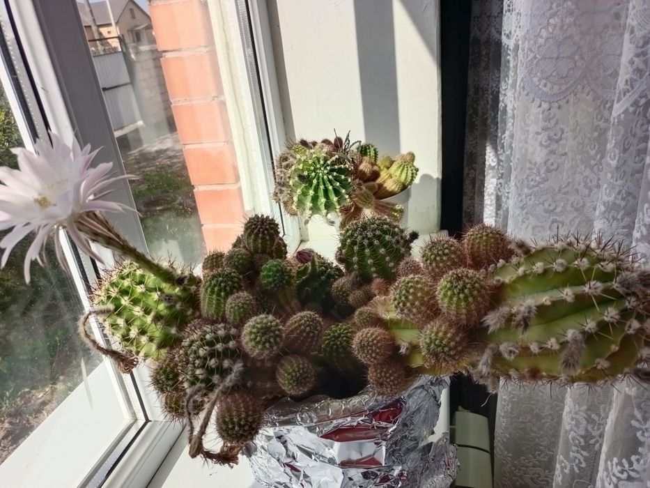 Продам цветущий кактус