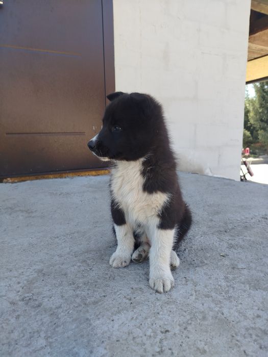 Продам щенков Русская Европейская лайка