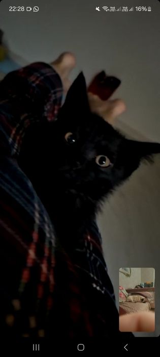 Котенок в добрые руки