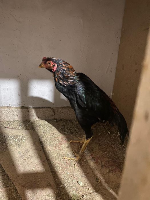 Дакан   кораздар    бар