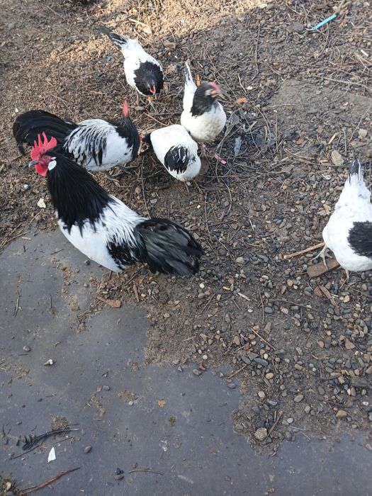 Ouă incubație Lakenfelder