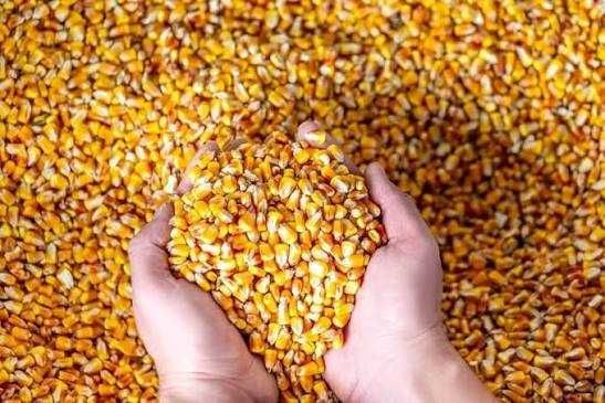 Porumb de vânzare 1 leu