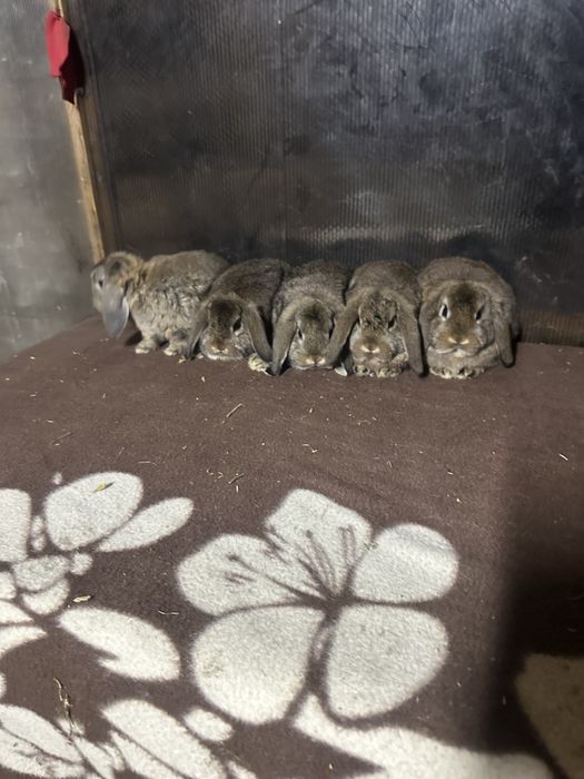 Iepuri berbec german pitic